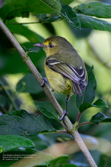 Vireo pallens