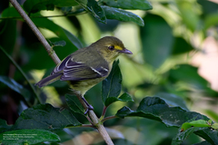 Vireo pallens