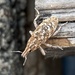 Knapweed Root Weevil - Photo (c) Tony Heimeyer, some rights reserved (CC BY-NC-ND), uploaded by Tony Heimeyer