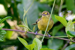 Vireo pallens