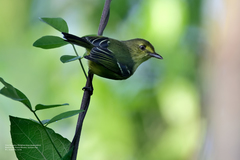 Vireo pallens