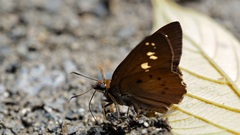 Seseria formosana