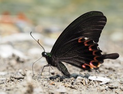 Papilio hermosanus