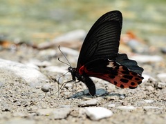 Papilio thaiwanus