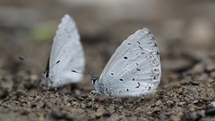 Celastrina lavendularis