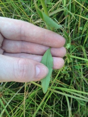 Porophyllum ruderale