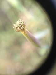 Porophyllum ruderale