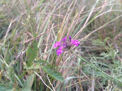 Glandularia