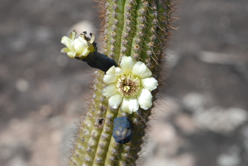 Cipocereus minensis (Werderm.) F.Ritter