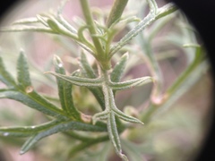 Glandularia