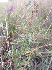 Glandularia