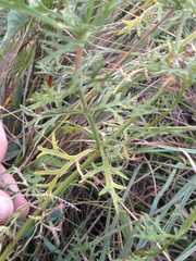 Glandularia
