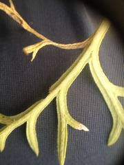 Glandularia