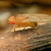 果蠅科 - Photo 由 Katja Schulz 所上傳的 (c) Katja Schulz，保留部份權利CC BY