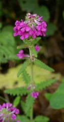 Pedicularis spicata