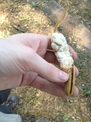 Inga uraguensis