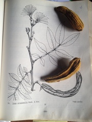 Inga uraguensis