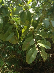 Psidium guajava