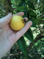 Psidium guajava