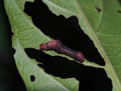 Phazaca kosemponicola