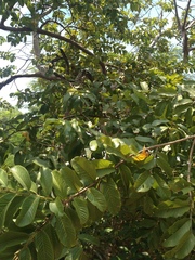 Psidium guajava
