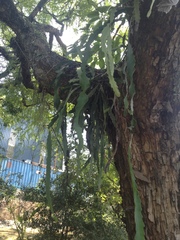 Inga uraguensis