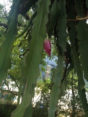 Epiphyllum phyllanthus