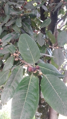 Ficus americana