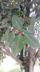 Ficus americana