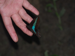 Graphium sarpedon connectens