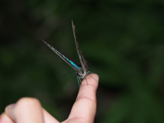 Graphium sarpedon connectens