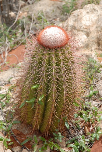 Pedernales Turk's Cap Cactus (Melocactus pedernalensis)