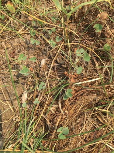 Hairy waterclover (Marsilea vestita)