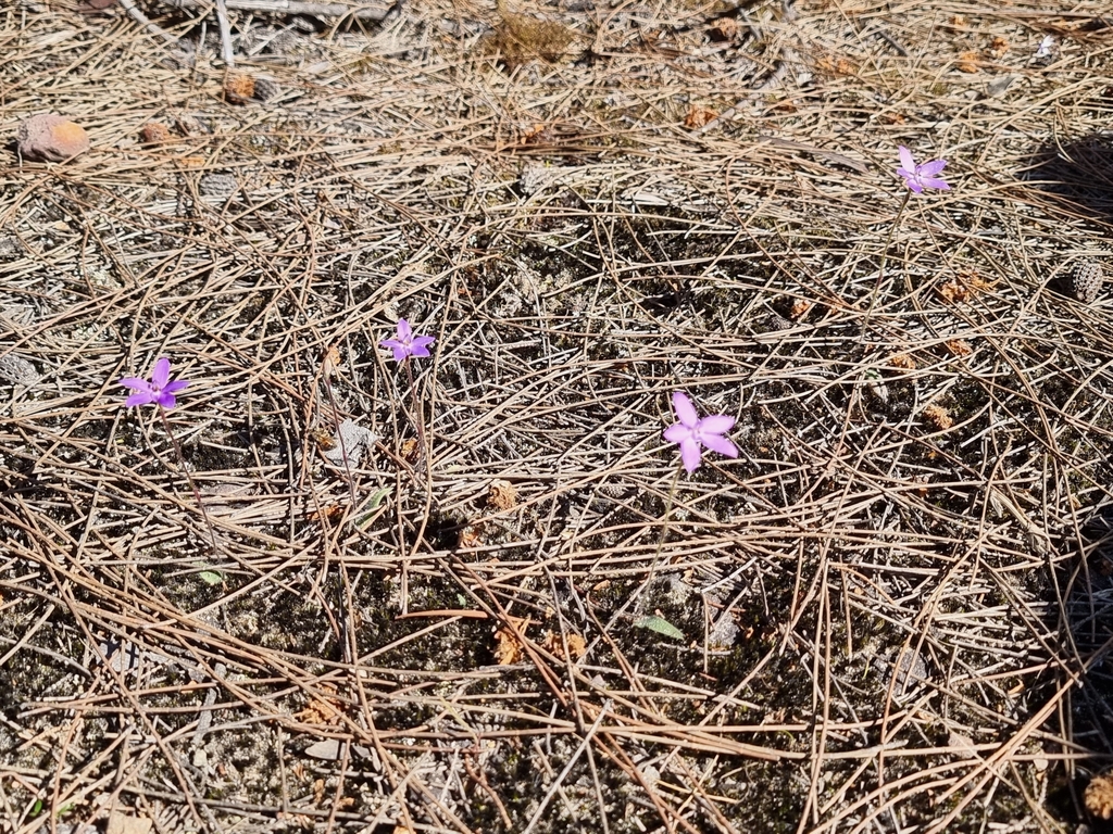 Caladenia minorata