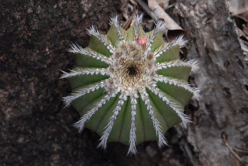 Uebelmannia pectinifera