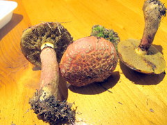 Suillus spectabilis
