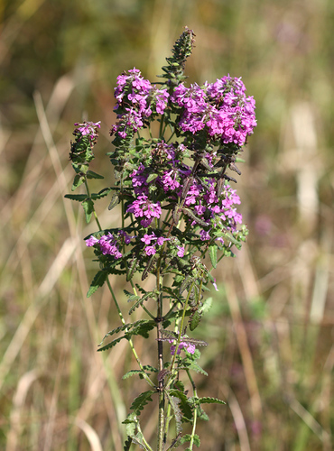 Pedicularis spicata iNat (1)