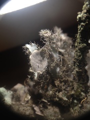 Heterodermia neocomosa