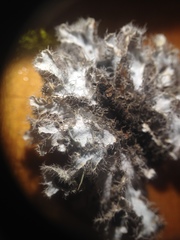 Heterodermia neocomosa