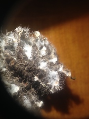 Heterodermia neocomosa