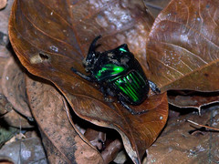 Oxysternon conspicillatum