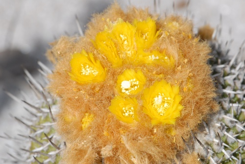 Uebelmannia gummifera