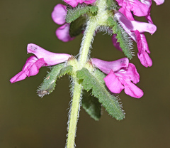 Pedicularis spicata