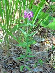 Pedicularis spicata