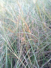 Cyperus sesquiflorus