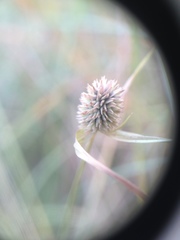 Cyperus sesquiflorus