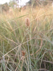 Cyperus sesquiflorus