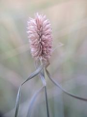 Cyperus sesquiflorus