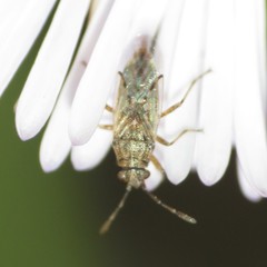 Nysius tenellus