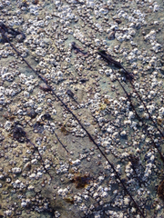 Nemalion elminthoides